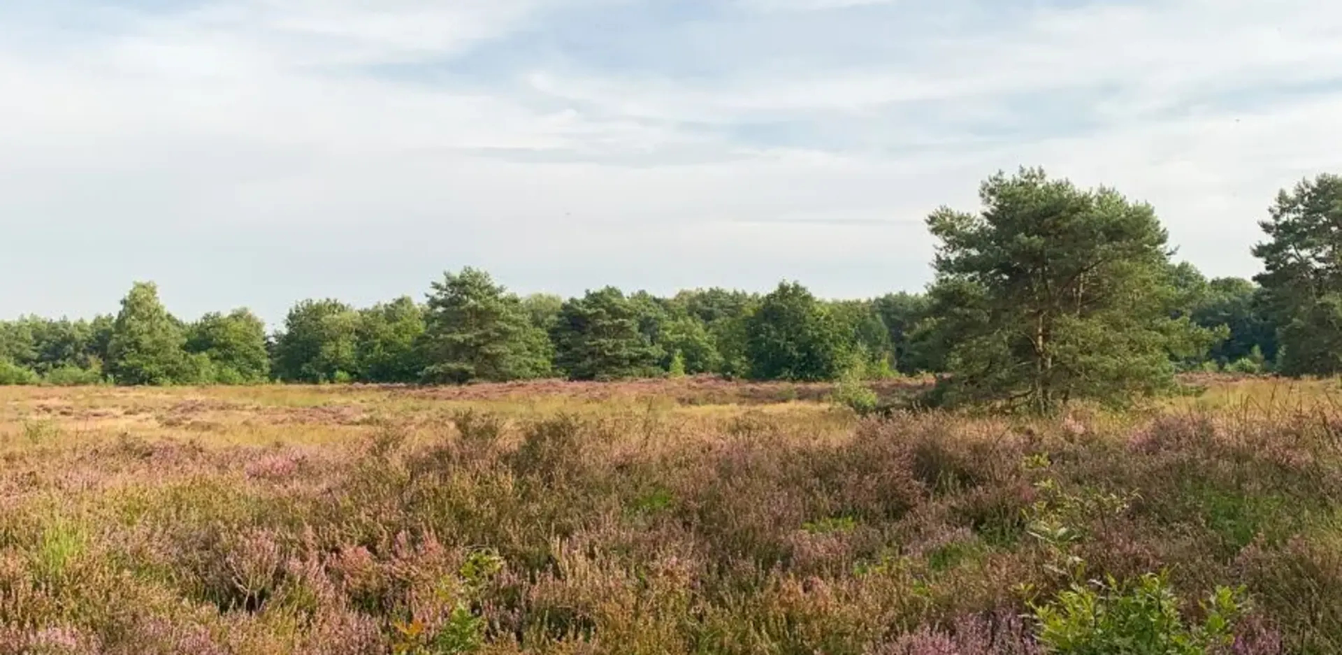 Heide op de Veluwe