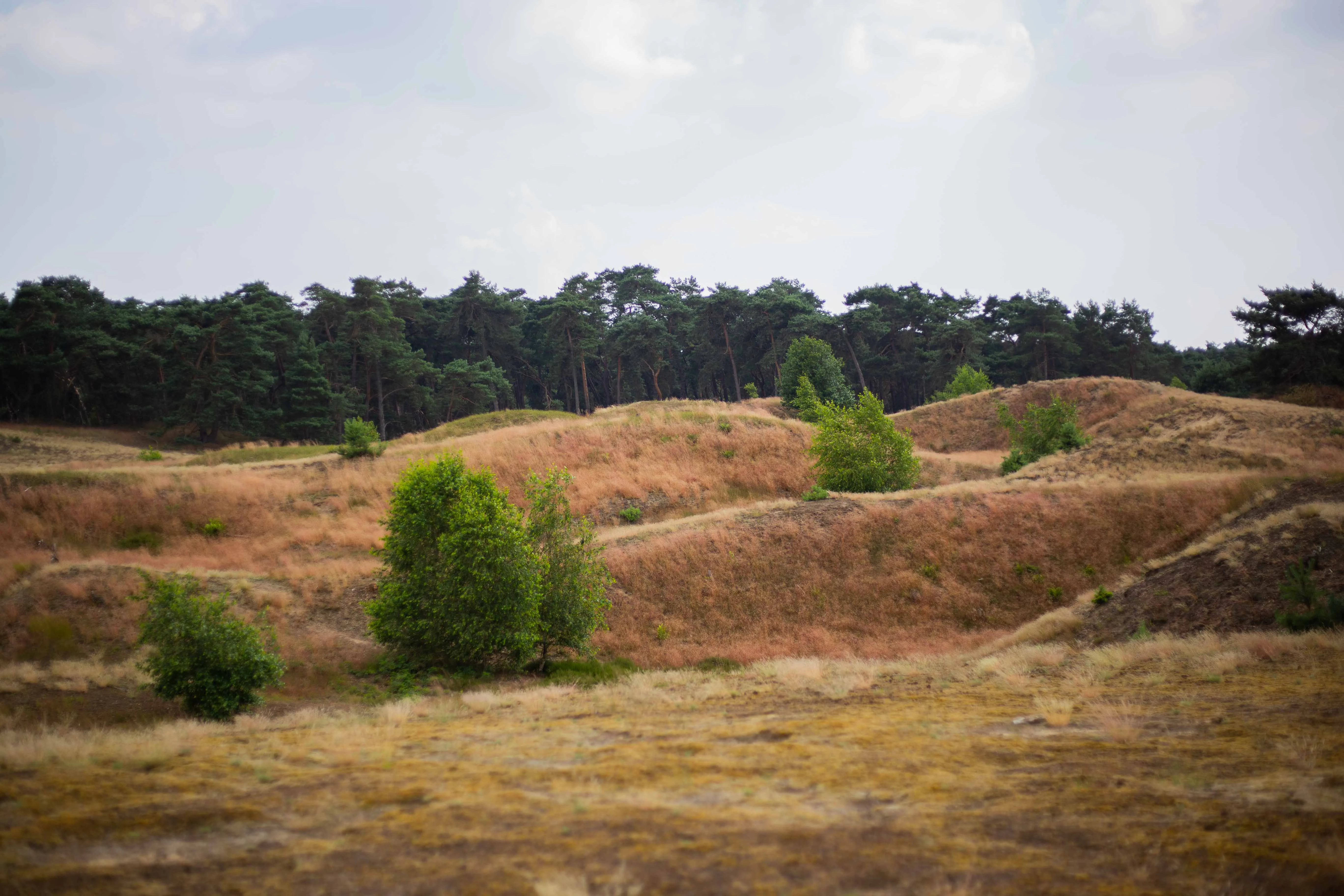 Landschap met zandheuvels en bos in het voorjaar op de Veluwe bij Lunteren